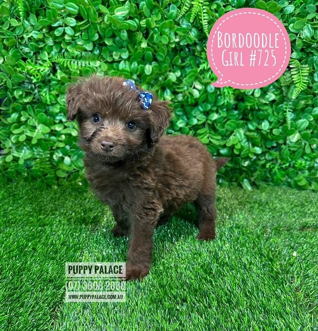 Bordoodle (Border Collie X Std/Mini Poodle)  – Chocolate Girl