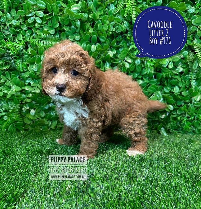 Mini Cavoodle (Mini  Poodle X Cavalier King Charles) Puppy – Boy – Litter 2.