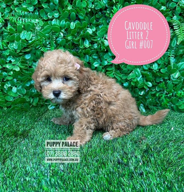 Mini Cavoodle (Mini  Poodle X Cavalier King Charles) Puppy – Girl – Litter 2.