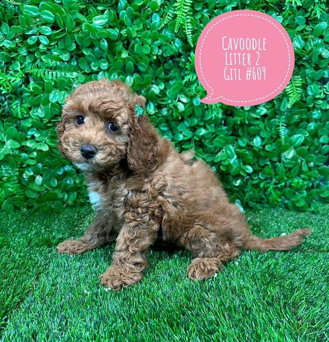 Mini Cavoodle (Mini Poodle X Cavalier King Charles) Puppy – Girl – Litter 2.