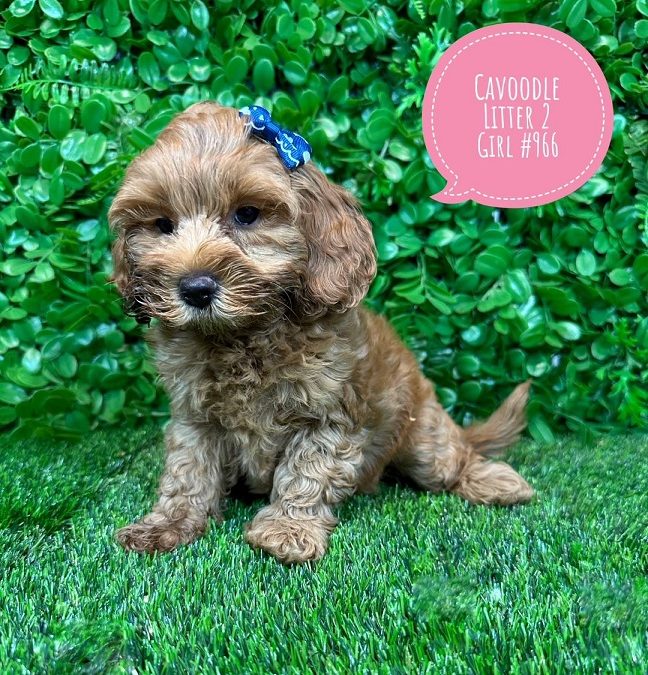 Mini Cavoodle (Mini  Poodle X Cavalier King Charles) Puppy – Girl – Litter 2.