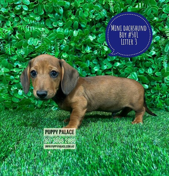 Miniature Dachshund – Red Boy. Litter 3