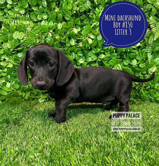 Miniature Dachshund – Rare Black Boy. Litter 3