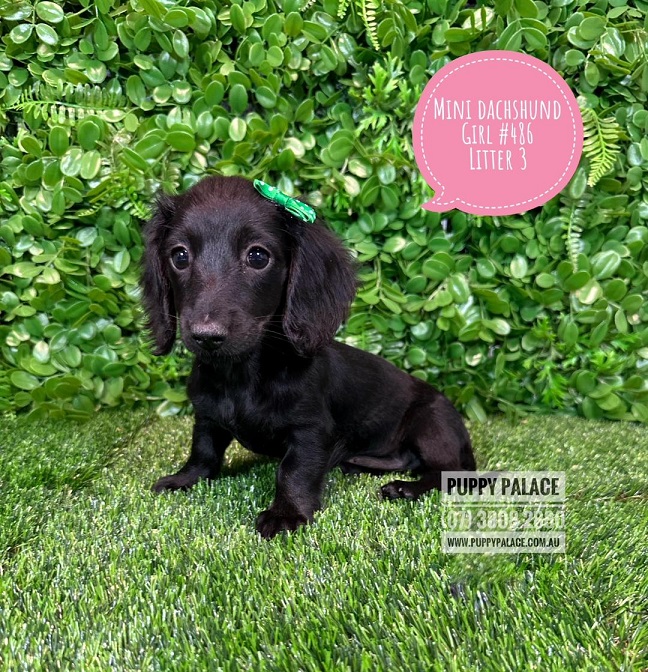 Miniature Dachshund – Rare Black Girl. Litter 3