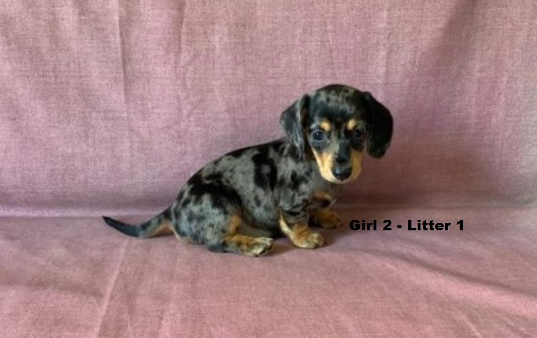 Miniature Dachshund – Silver Dapple Girl – Litter 1. I am arriving into store & Available to go home on 19 December.