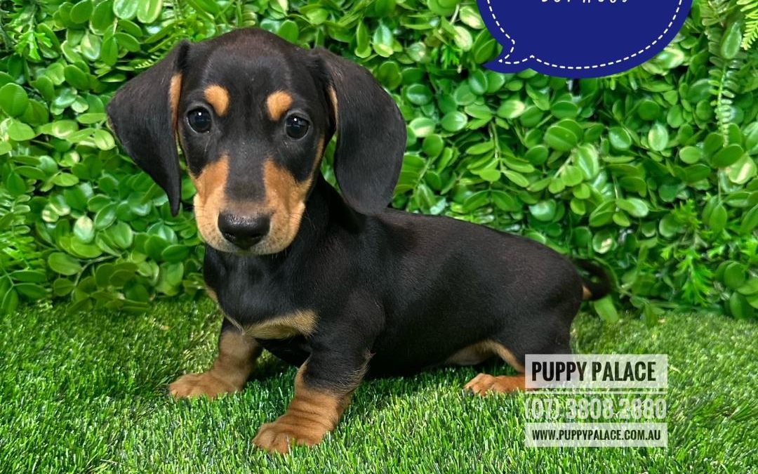 Miniature Dachshund – Black/Tan Boy – Litter 1