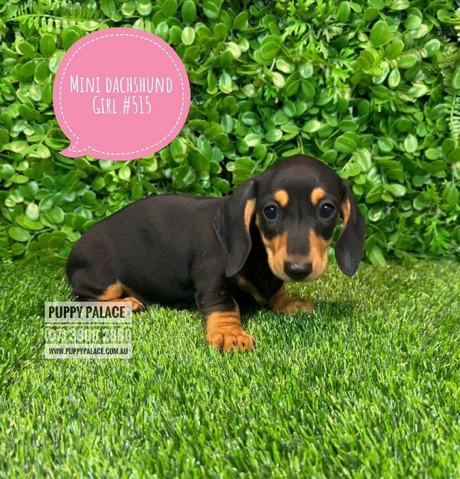 Miniature Dachshund – Black/Tan Girl – Litter 1.