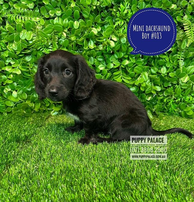 $2195 – Miniature Dachshund – Rare Black Long Coat Boy – Litter 1. PRICE INCLUDES MY 2ND VACC. VALUE $95