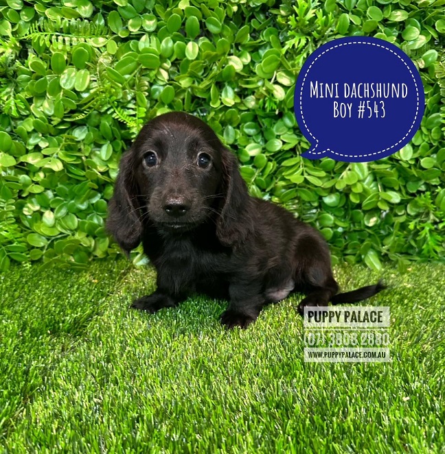 Miniature Dachshund – Black Long Coat Boy – Litter 2.