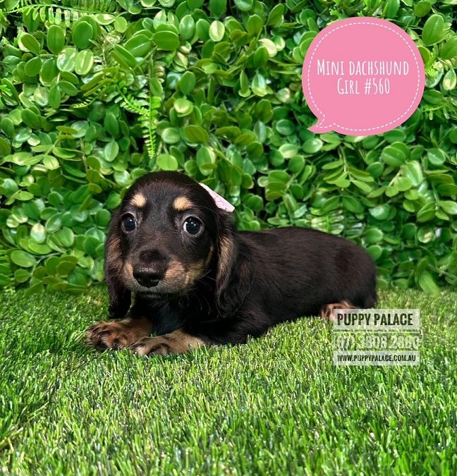 Miniature Dachshund – Black/Tan Long Haired Girl – Litter 1.  PRICE INCLUDES MY 2ND VACC. VALUE $95