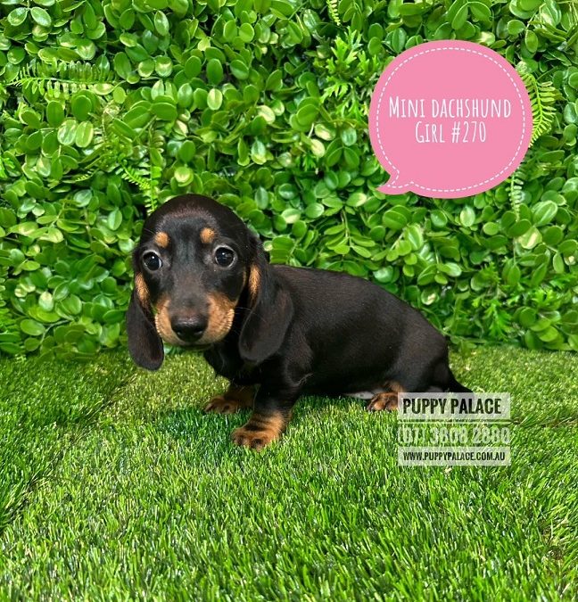 Miniature Dachshund – Black/Tan Girl – Litter 2.