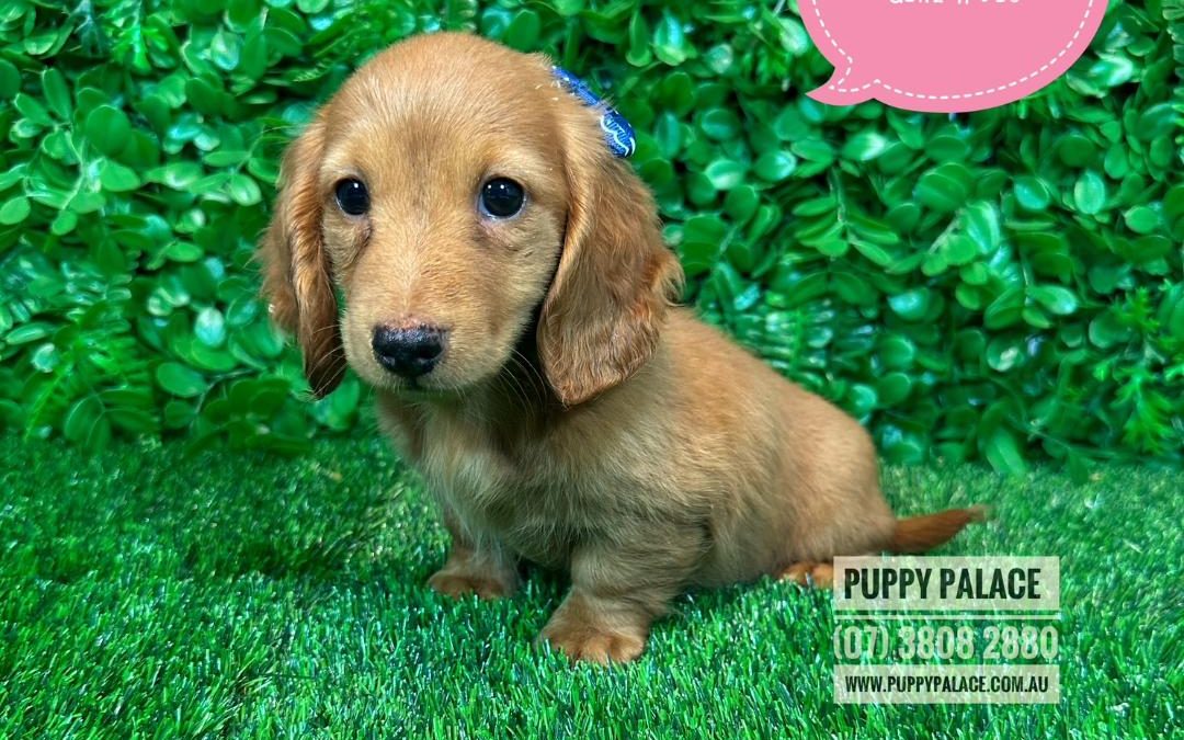 Miniature Dachshund – Red Long Haired Girl – Litter 1.