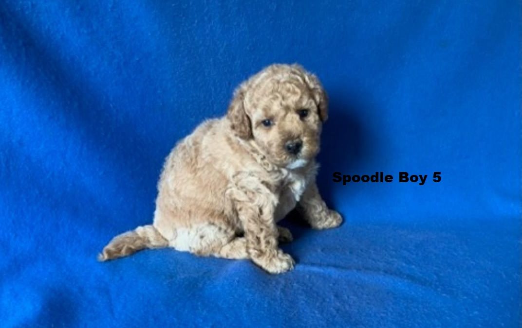 Spoodle/Cockerpoo  Puppy – Boy.I am arriving into store and available to go home 9 January.