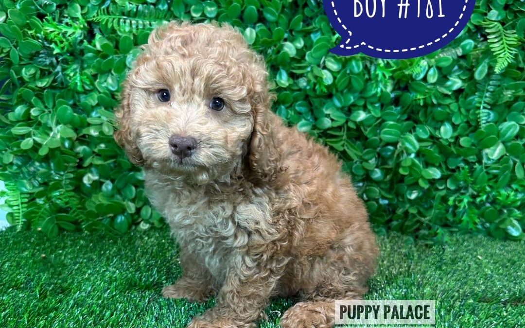 Spoodle/Cockerpoo  Puppy – Boy.