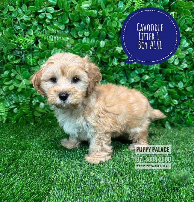 Toy Cavoodle (Toy Poodle X Cavalier King Charles) Puppy – Boy – Litter 1.