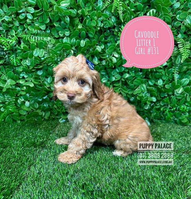 Toy Cavoodle (Toy Poodle X Cavalier King Charles) Puppy – Girl – Litter 1.