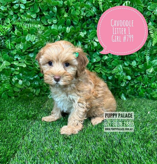 Toy Cavoodle (Toy Poodle X Cavalier King Charles) Puppy – Girl – Litter 1.