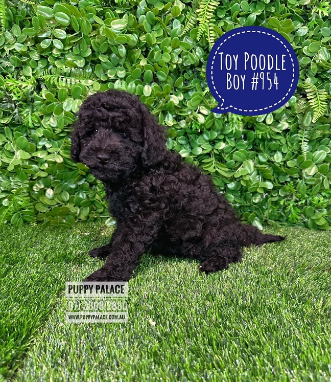 Toy Poodle Black Boy I HAVE HAD MY 2ND VACC VALUE 95 Puppies For 