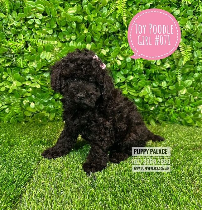 Toy Poodle – Black Girl.