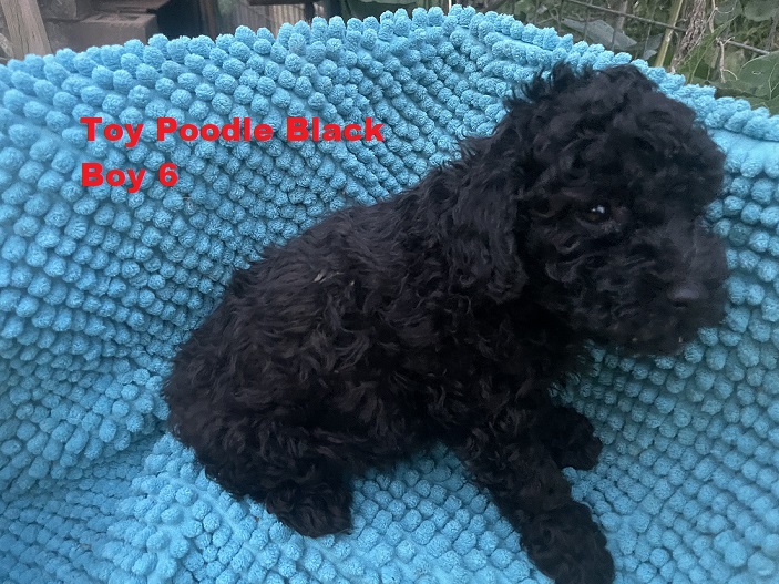 Toy Poodle – Black Boy.  I am arriving into store & Available to go home on 19 December.