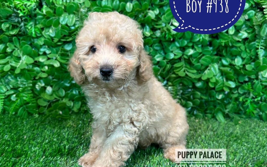 Toy Poodle – Champagne Boy.