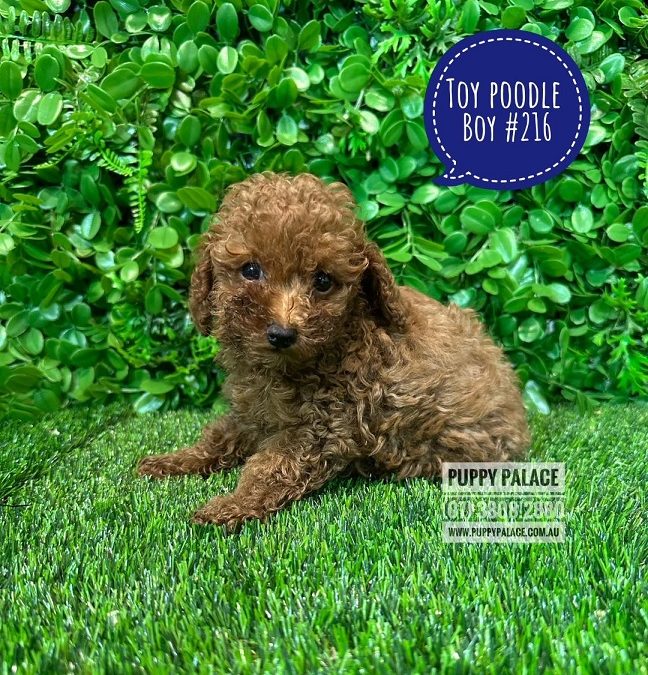 Toy Poodle – Red Boy.