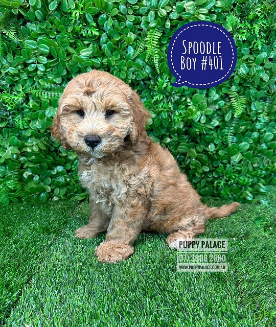 Spoodle/Cockerpoo  Puppy – Boy.  I HAVE HAD MY 2ND VACC. VALUE $95.