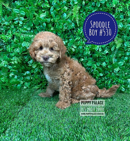 Spoodle/Cockerpoo  Puppy – Boy.  I HAVE HAD MY 2ND VACC. VALUE $95.