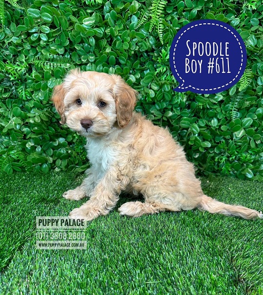 Spoodle/Cockerpoo Puppy – Boy.