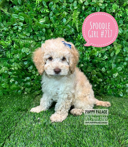 $2595 – Spoodle/Cockerpoo Puppy – Girl.