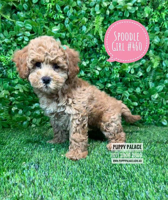 $2595 – Spoodle/Cockerpoo  Puppy – Girl