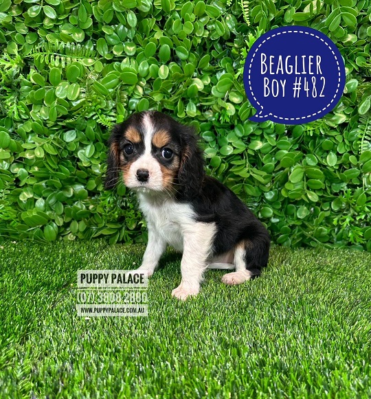 $1995 – Beaglier (Beagle X Cavalier) – 1st Generation – Boy.