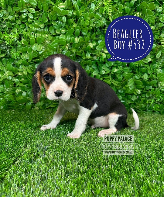 $1995 – Beaglier (Beagle X Cavalier) – 1st Generation – Boy.