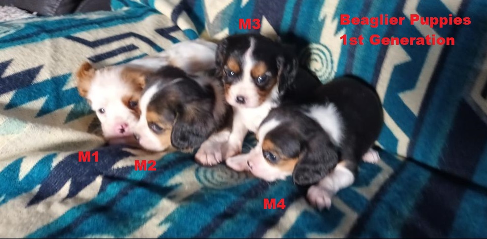 Beaglier (Beagle X Cavalier) – 1st Generation. We are arriving into store at Puppy Palace Pet shop, Underwood & available to go home on 6 February.