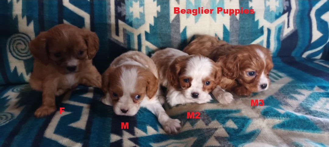 Beaglier (Beagle X Cavalier) – 2nd Generation. We are arriving into store at Puppy Palace Pet shop, Underwood & Available to go home on 6 February.