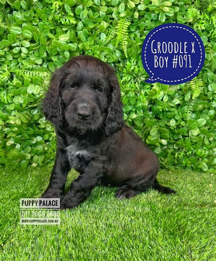 Groodle (Golden Retriever X Poodle) X Cocker Spaniel – Boy.