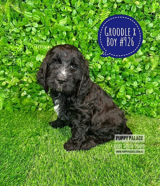 $1995 – Groodle (Golden Retriever X Poodle) X Cocker Spaniel – Boy.