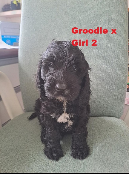 Groodle (Golden Retriever X Poodle) X Cocker Spaniel – Girl.  I am arriving into store & Available to go home on 30 January