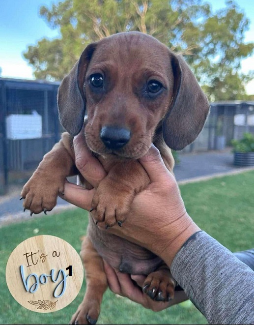 Miniature Dachshund Puppy – Boy. I am arriving into store at Puppy Palace Pet shop, Underwood & Available to go home on 25 January.