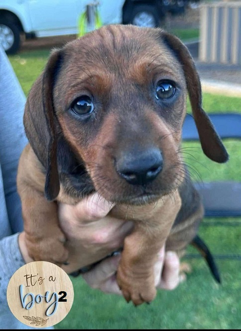 Miniature Dachshund Puppy – Boy. I am arriving into store at Puppy Palace Pet shop, Underwood & Available to go home on 25 January.