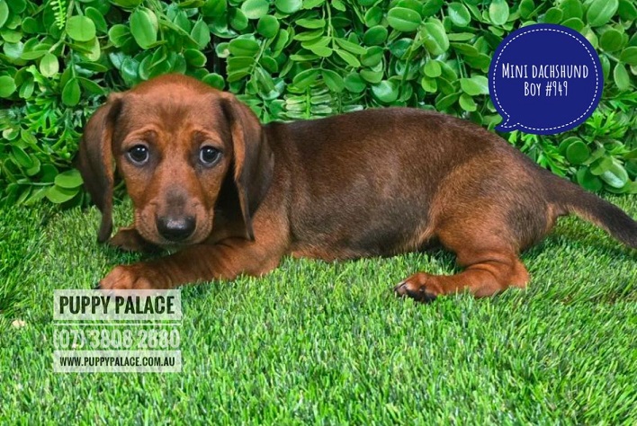 Miniature Dachshund Puppy – Boy