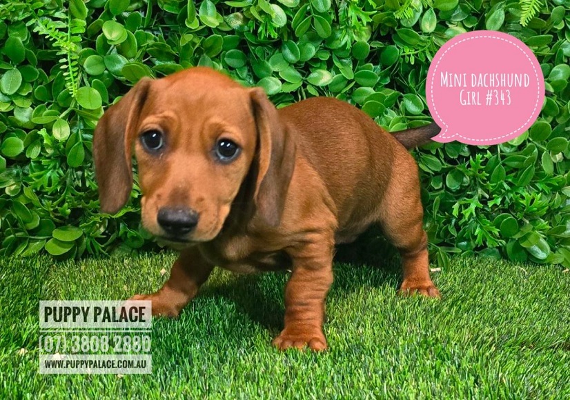 $1795 – Miniature Dachshund Puppy – Girl.