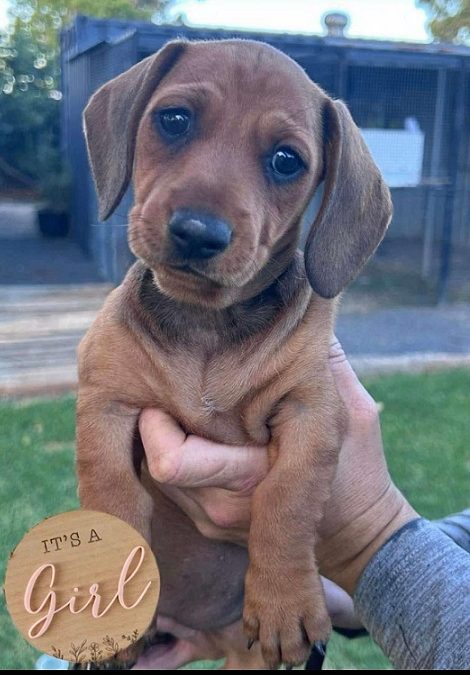 Miniature Dachshund Puppy – Girl. I am arriving into store at Puppy Palace Pet shop, Underwood & Available to go home on 25 January.