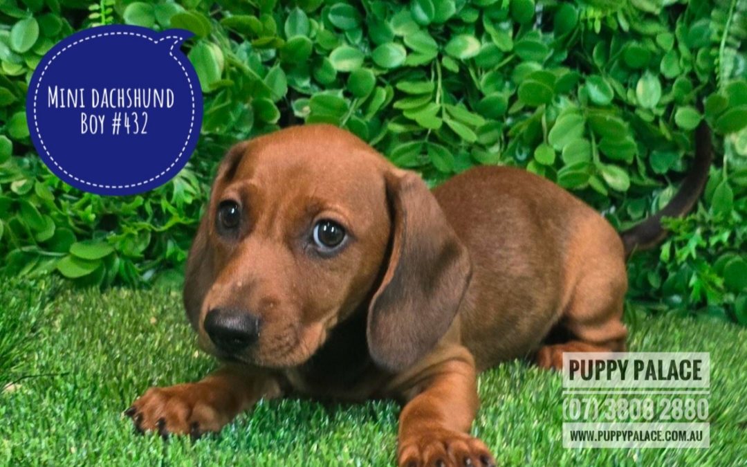 $1795 – Miniature Dachshund Puppy – Boy.