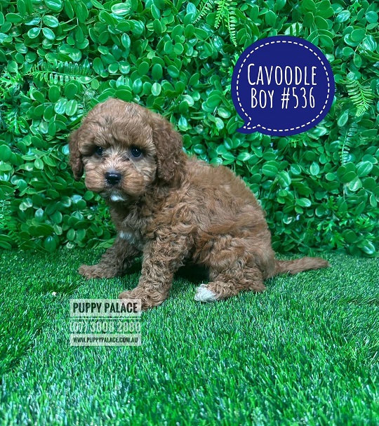 Cavoodle/Cavapoo (Cavalier X Toy Poodle) Puppy – Boy.