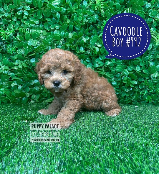 Cavoodle/Cavapoo (Cavalier X Toy Poodle) Puppy – Boy.