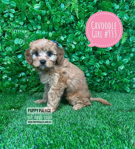 Cavoodle/Cavapoo (Cavalier X Toy Poodle) Puppy – Girl.