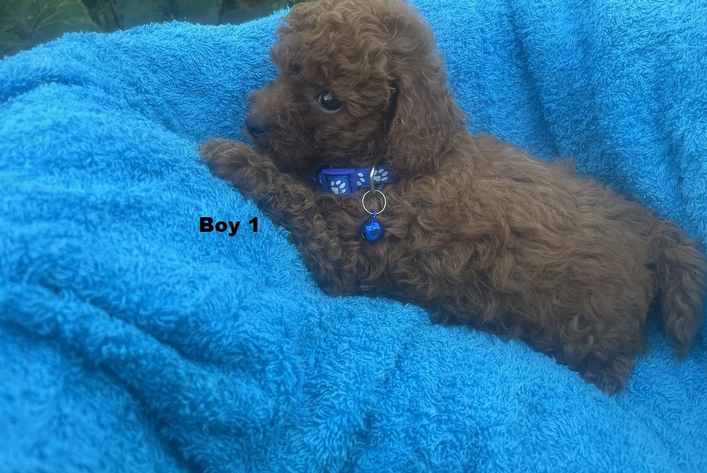 Toy Poodle Puppy – Boy. I am arriving into store at Puppy Palace Pet shop, Underwood & Available to go home on 30 January.