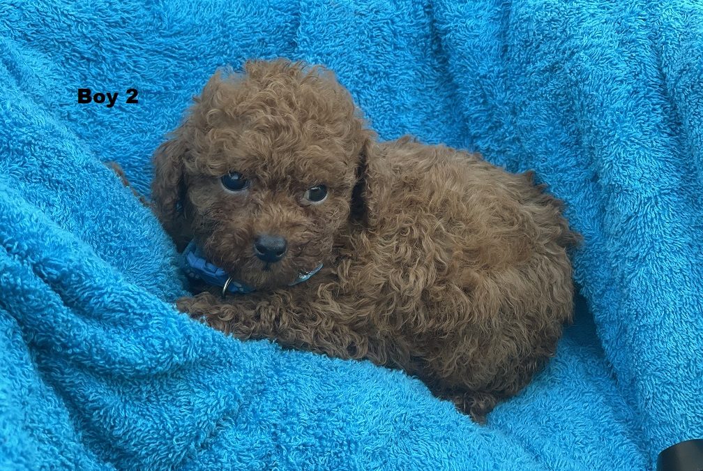 Toy Poodle Puppy – Boy. I am arriving into store at Puppy Palace Pet shop, Underwood & Available to go home on 30 January.