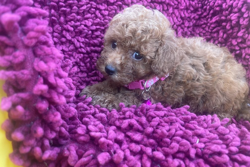 Toy Poodle Puppy – Girl. I am arriving into store at Puppy Palace Pet shop, Underwood & Available to go home on 30 January.